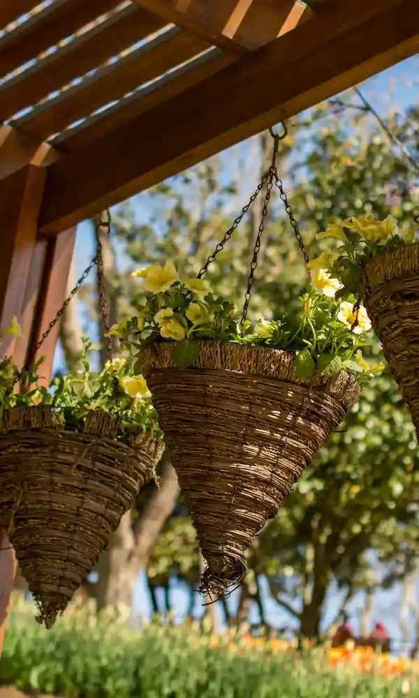 Piante sospese in un giardino pensile condominiale - il Maggiociondolo Varese