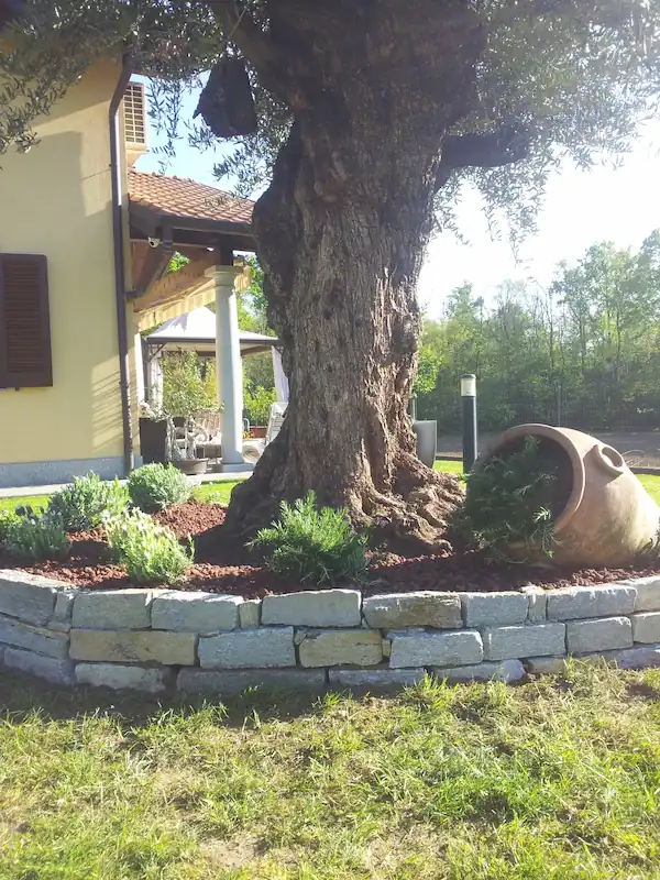 Muretto in pietra con ulivo secolare - il Maggiociondolo Varese
