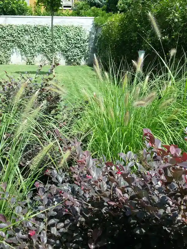 Realizzazione giardino Varese - il Maggiociondolo Varese