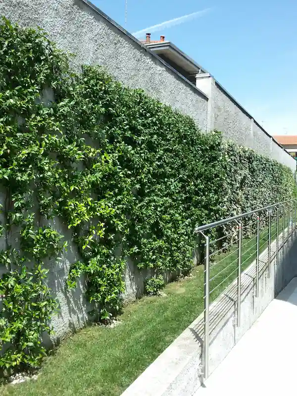 Siepe rampicante muro cinta gelsomino - il Maggiociondolo Varese