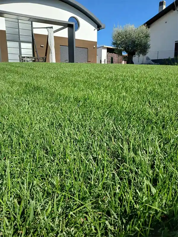 Realizzazione prato a rotoli, manto erboso professionale - il Maggiociondolo Varese