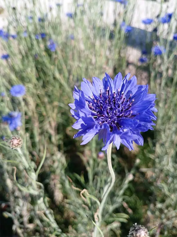 Manutenzione e cura giardini fioriti - il Maggiociondolo Varese
