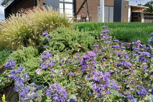 Progetto giardino fiorito - il Maggiociondolo Varese