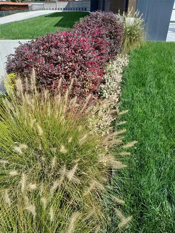 Pulizia giardino rimozione infestanti - il Maggiociondolo Varese